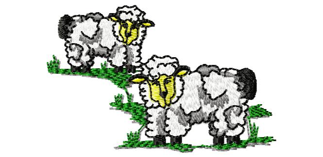 Sheep