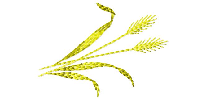 fruit_et_legume028
